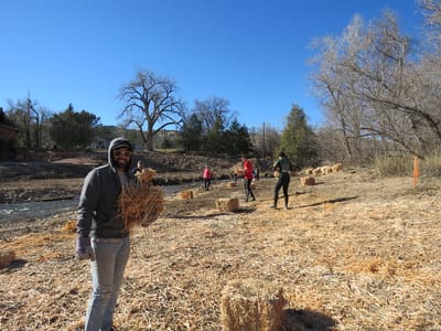 Volunteers carrying willow bundles across a gravel bar on the St. Vrain during a replanting day